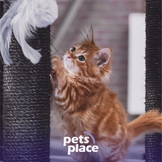 Pet Place5x